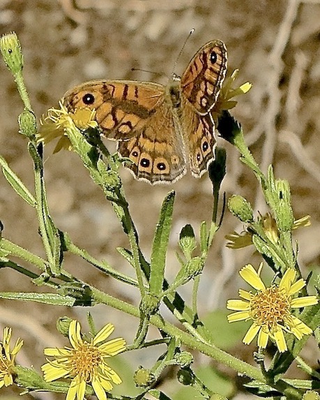 wall brown